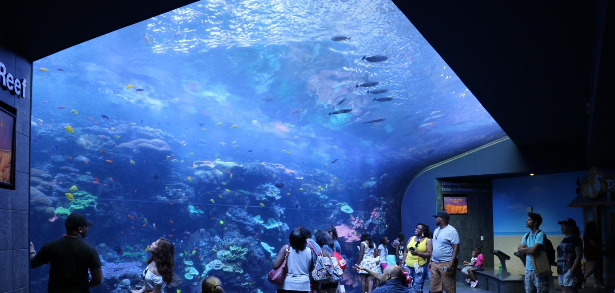 Georgia Aquarium Crash Tank